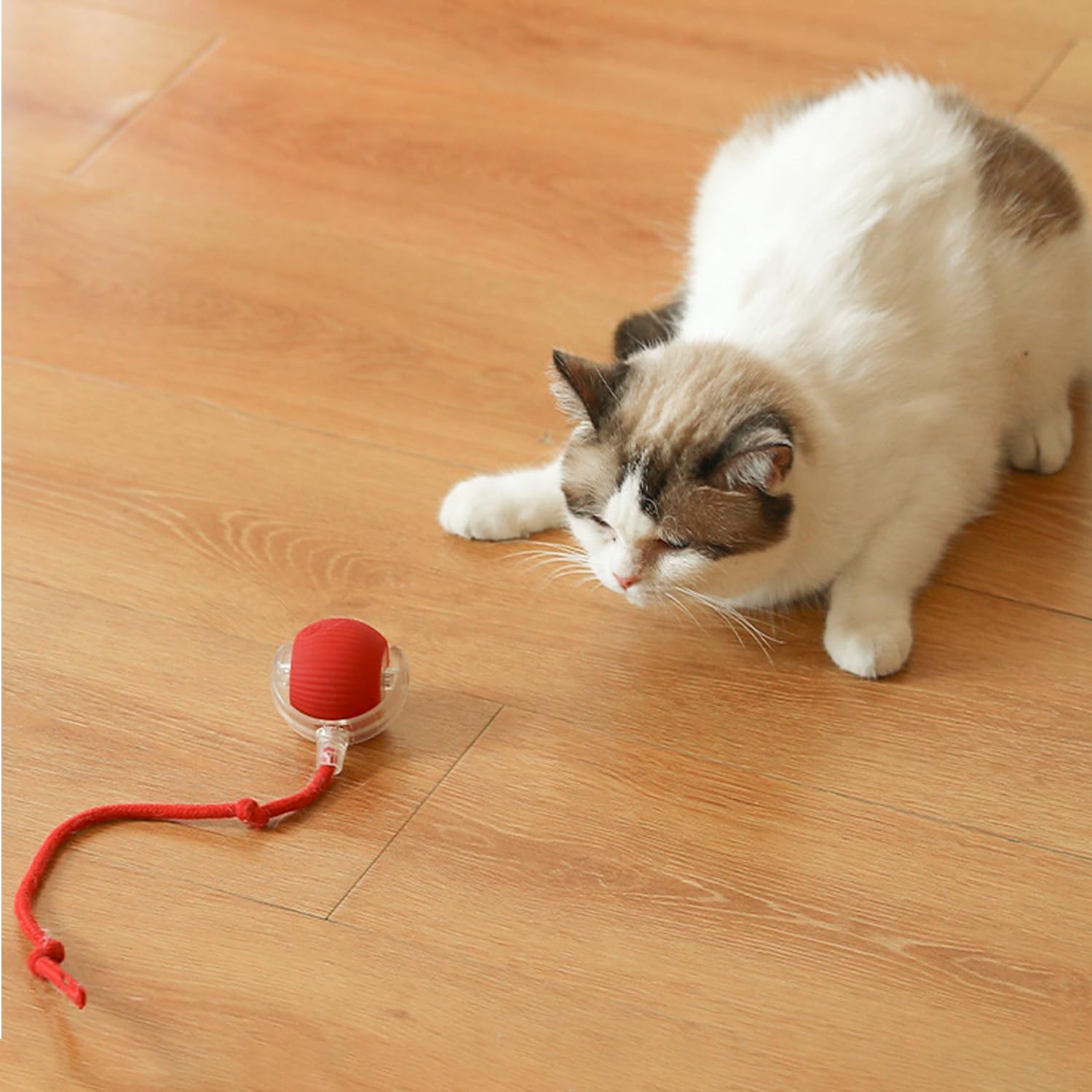 Cat Toys